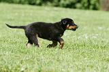 BEAUCERON - PUPPIES 325